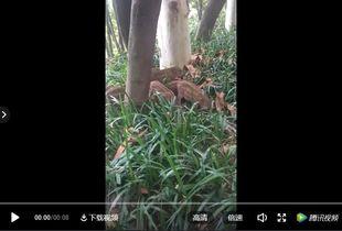 热心爆料视频在线观看,在线观看视频背后的故事 第3张 热心爆料视频在线观看,在线观看视频背后的故事 第3张